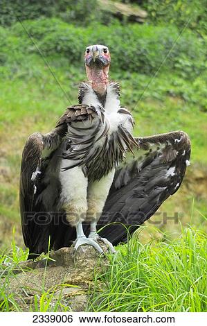 Stock Photograph - Close-up of vulture on stone in field, Germany . Fotosearch