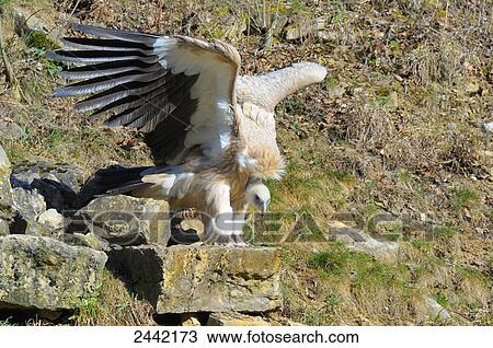 Stock Image - Close-up of vulture spreading its wings on stone . Fotosearch