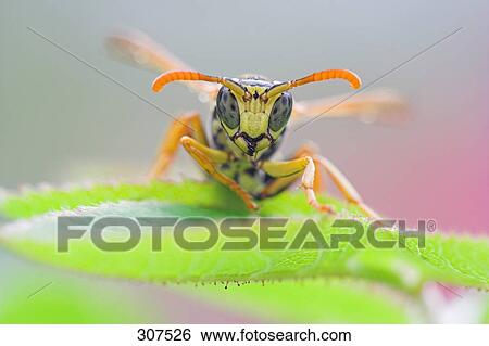 Stock Photograph - Close-up of wasp perching on leaf . Fotosearch