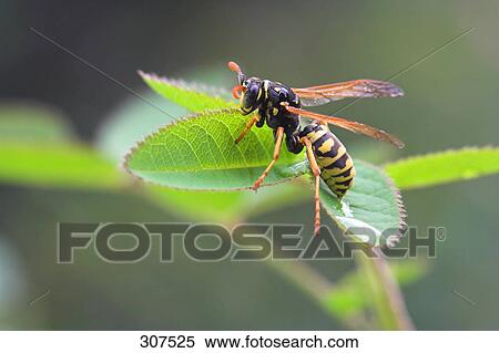 Close-up of wasp perching on leaf View Large Photo Image Stock Photography - Close-up of wasp perching on leaf . Fotosearch