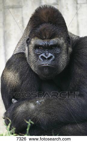 Close-up of Western Gorilla (Gorilla gorilla) View Large Photo Image Stock Photograph - Close-up of Western Gorilla (Gorilla gorilla) . Fotosearch