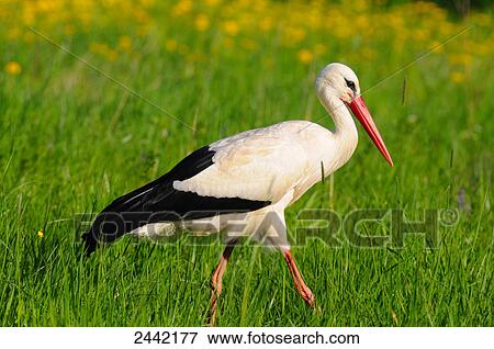 Close-up of White Stork (Ciconia ciconia) walking in field View Large Photo Image Stock Photo - Close-up of White Stork (Ciconia ciconia) walking in field . Fotosearch