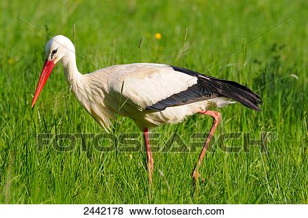 Close-up of White Stork (Ciconia ciconia) walking in field View Large Photo Image Stock Photo - Close-up of White Stork (Ciconia ciconia) walking in field . Fotosearch