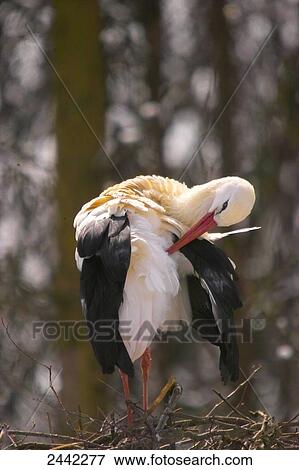 Close-up of White Stork (Ciconia Ciconia) spreading its feather View Large Photo Image Stock Photo - Close-up of White Stork (Ciconia Ciconia) spreading its feather . Fotosearch