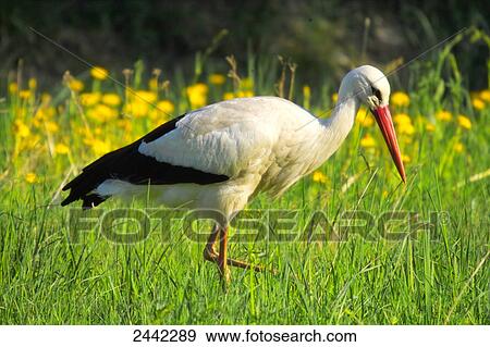 Close-up of White Stork (Ciconia ciconia) walking in field View Large Photo Image Stock Photo - Close-up of White Stork (Ciconia ciconia) walking in field . Fotosearch