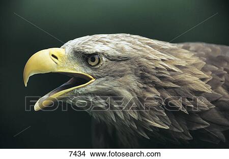 Close-up of White-tailed Eagle (Haliaeetus albicilla) View Large Photo Image Picture - Close-up of White-tailed Eagle (Haliaeetus albicilla) . Fotosearch