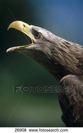 Close-up of White-tailed Eagle (Haliaeetus albicilla) with open mouth View Large Photo Image Stock Photo - Close-up of White-tailed Eagle (Haliaeetus albicilla) with open mouth . Fotosearch