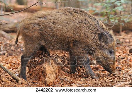 Stock Image - Close-up of Wild Boar (Sus Scrofa) foraging in forest . Fotosearch