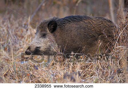 Stock Photography - Close-up of Wild Boar (Sus Scrofa) standing in field, Germany . Fotosearch