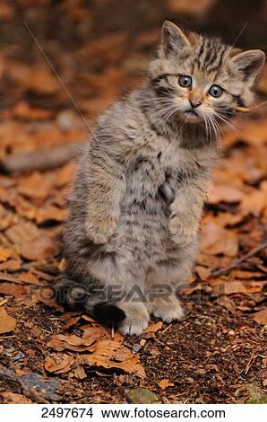 Close-up of wildcat (Felis silvestris) kitten View Large Photo Image Picture - Close-up of wildcat (Felis silvestris) kitten . Fotosearch