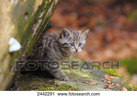 Stock Image - Close-up of Wildcat (Felis silvestris) on rock in forest . Fotosearch