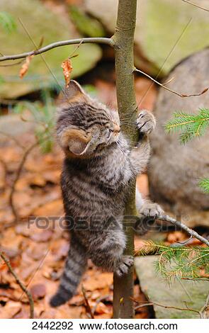 Close-up of Wildcat (Felis silvestris) climbing tree in forest View Large Photo Image Stock Image - Close-up of Wildcat (Felis silvestris) climbing tree in forest . Fotosearch