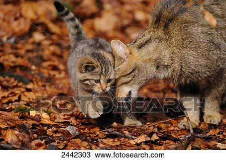 Close-up of Wildcat (Felis silvestris) with its young ones in forest View Large Photo Image Stock Image - Close-up of Wildcat (Felis silvestris) with its young ones in forest . Fotosearch