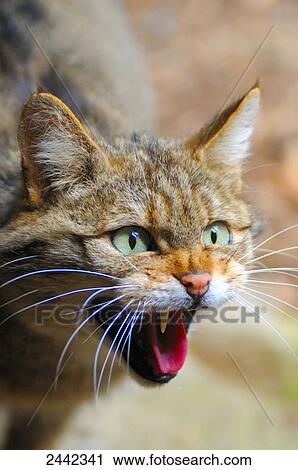 Close-up of Wildcat (Felis Silvestris) hissing, Germany View Large Photo Image Stock Image - Close-up of Wildcat (Felis Silvestris) hissing, Germany . Fotosearch