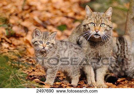 Close-up of wildcat (Felis silvestris) with its kitten View Large Photo Image Stock Image - Close-up of wildcat (Felis silvestris) with its kitten . Fotosearch