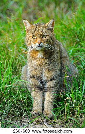 Stock Image - Close-up of Wildcat (Felis Silvestris) sitting in field . Fotosearch