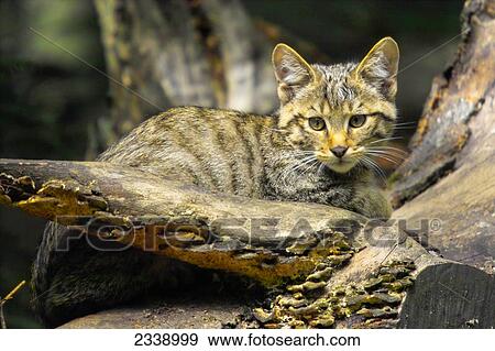 Stock Photo - Close-up of Wildcat (Felis silvestris) lying on tree, Bavarian Forest National Park, Bavaria, Germany . Fotosearch