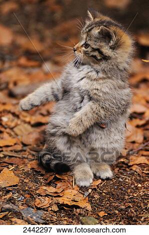 Stock Photo - Close-up of Wildcat (Felis silvestris) sitting in forest . Fotosearch