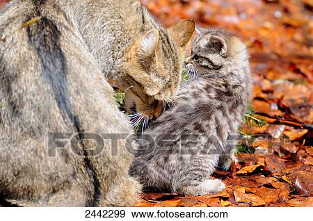 Close-up of Wildcat (Felis silvestris) licking its young ones in forest View Large Photo Image Stock Photo - Close-up of Wildcat (Felis silvestris) licking its young ones in forest . Fotosearch
