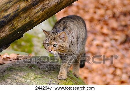 Close-up of Wildcat (Felis Silvestris) walking in forest View Large Photo Image Stock Photo - Close-up of Wildcat (Felis Silvestris) walking in forest . Fotosearch