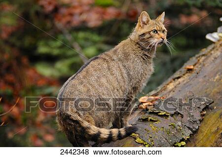 Stock Photo - Close-up of Wildcat (Felis Silvestris) sitting on tree in forest . Fotosearch
