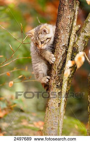 Stock Photo - Close-up of wildcat (Felis silvestris) kitten climbing on tree . Fotosearch