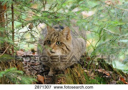 Close-up of Wildcat (Felis silvestris) sitting in forest, Bavarian Forest National Park, Bavaria, Germany View Large Photo Image Stock Photo - Close-up of Wildcat (Felis silvestris) sitting in forest, Bavarian Forest National Park, Bavaria, Germany . Fotosearch