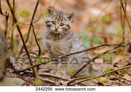 Stock Photography - Close-up of Wildcat (Felis silvestris) sitting in forest . Fotosearch