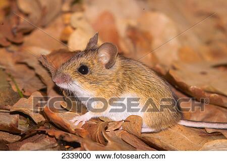 Stock Image - Close-up of Wood mouse (Apodemus sylvaticus) on dry leaves . Fotosearch