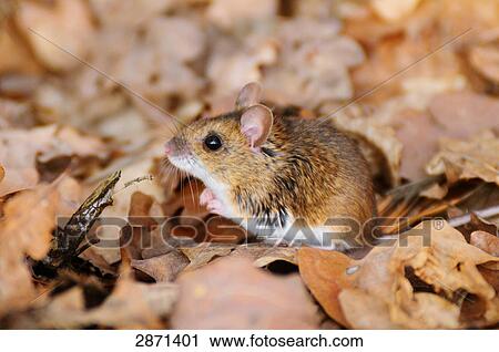 Stock Image - Close-up of Wood mouse (Apodemus sylvaticus) on dry leaves, Bavaria, Germany . Fotosearch