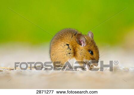 Close-up of Wood mouse (Apodemus sylvaticus) foraging in field, Bavaria, Germany View Large Photo Image Stock Photo - Close-up of Wood mouse (Apodemus sylvaticus) foraging in field, Bavaria, Germany . Fotosearch