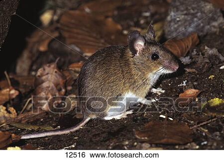 Stock Photograph - Close-up of wood mouse (Apodemus sylvaticus), Bavarian Forest National Park, Bavaria, Germany . Fotosearch