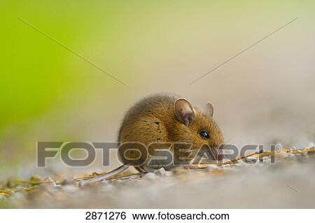 Close-up of Wood mouse (Apodemus sylvaticus) foraging in field, Bavaria, Germany View Large Photo Image Stock Photograph - Close-up of Wood mouse (Apodemus sylvaticus) foraging in field, Bavaria, Germany . Fotosearch