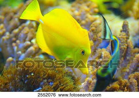 Close-up of yellow fish swimming above coral underwater View Large Photo Image Stock Photograph - Close-up of yellow fish swimming above coral underwater . Fotosearch