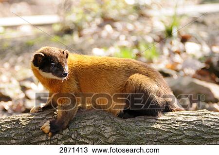 Close-up of Yellow-throated Marten (Martes flavigula) on log View Large Photo Image Stock Image - Close-up of Yellow-throated Marten (Martes flavigula) on log . Fotosearch