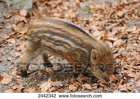 Stock Image - Close-up of young Wild Boar (Sus Scrofa) foraging in field . Fotosearch