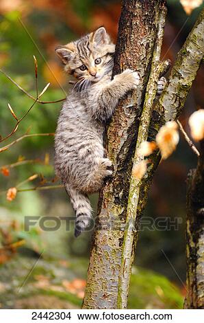Picture - Close-up of young Wildcat (Felis silvestris) climbing tree in forest, Germany . Fotosearch