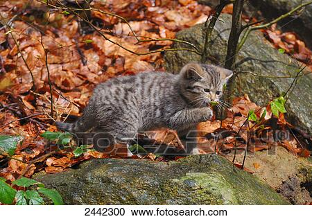 Stock Image - Close-up of young Wildcat (Felis silvestris) in forest . Fotosearch