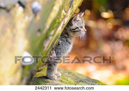 Stock Image - Close-up of young Wildcat (Felis silvestris) behind tree in forest . Fotosearch