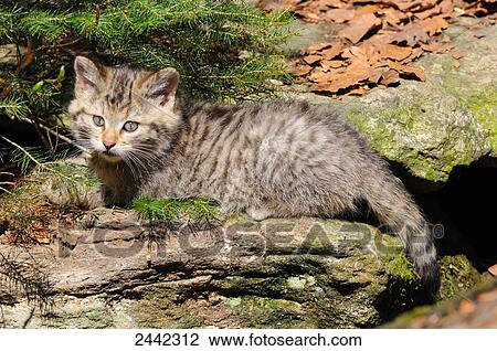 Stock Image - Close-up of young Wildcat (Felis silvestris) resting in forest . Fotosearch