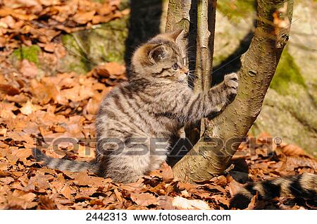 Close-up of young Wildcat (Felis silvestris) scratching tree in forest View Large Photo Image Stock Image - Close-up of young Wildcat (Felis silvestris) scratching tree in forest . Fotosearch