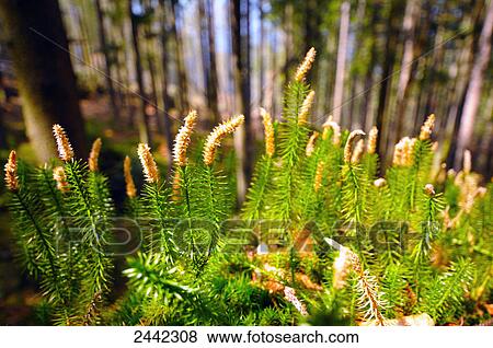 Clubmoss growing in forest View Large Photo Image Stock Photo - Clubmoss growing in forest . Fotosearch
