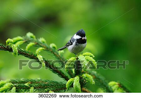 Coal tit, Periparus ater, Bavarian Forest, Bavaria, Germany, Europe View Large Photo Image Stock Photo - Coal tit, Periparus ater, Bavarian Forest, Bavaria, Germany, Europe . Fotosearch