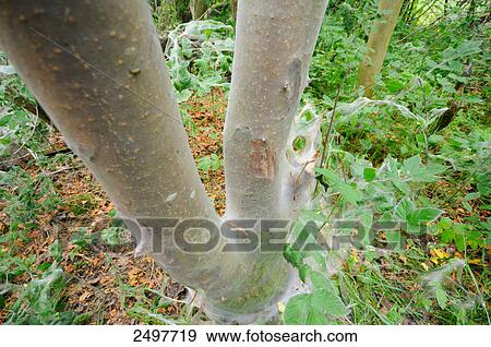 Cobweb on tree trunk, Bavaria, Germany View Large Photo Image Stock Photo - Cobweb on tree trunk, Bavaria, Germany . Fotosearch