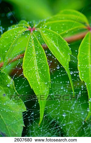 Stock Image - Cobweb over leaves . Fotosearch