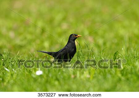Stock Photo - Common Blackbird (Turdus merula) in meadow . Fotosearch