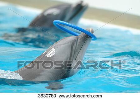 Stock Image - Common Bottlenose Dolphin (Tursiops truncatus) playing with ring in water . Fotosearch