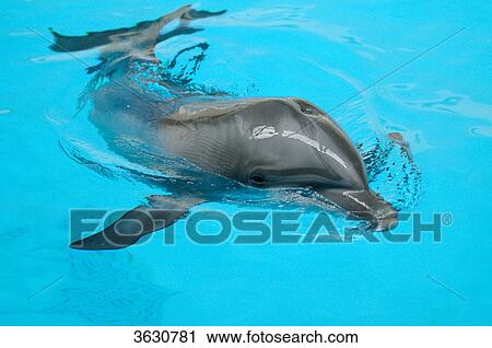 Common Bottlenose Dolphin (Tursiops truncatus) swimming in water View Large Photo Image Stock Image - Common Bottlenose Dolphin (Tursiops truncatus) swimming in water . Fotosearch