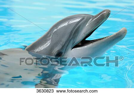 Stock Image - Common Bottlenose Dolphin (Tursiops truncatus) in water . Fotosearch