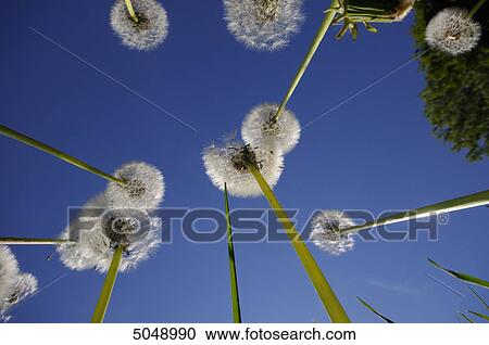 Stock Image - Common Dandelion, Bavaria, Germany . Fotosearch